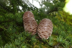 Cedrus libani
