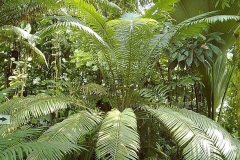 Cycas circinalis