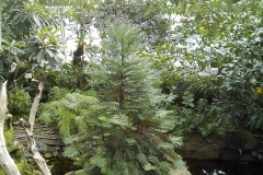 Wollemia nobilis