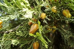 Thuja occidentalis
