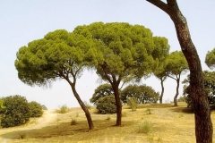 Pinus pinea