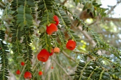 Taxus cuspidata