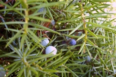 Juniperus communis