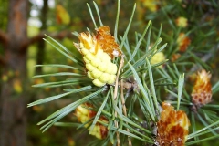 Pinus sylvestris