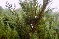 Juniperus sabina