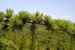 Larix decidua