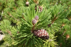 Pinus mugo