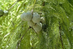 Taxodium distichum