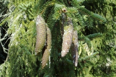 Picea abies