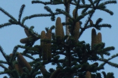 Abies alba
