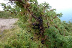 Juniperus sibirica
