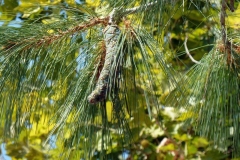 Pinus strobus