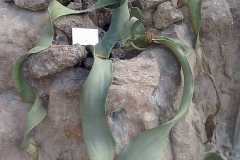 Welwitschia mirabilis