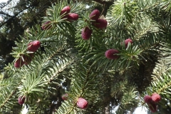 Abies pinsapo