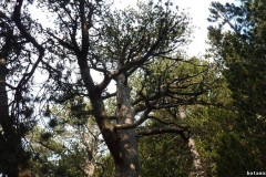 Pinus heldreichii