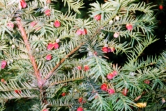 Taxus baccata