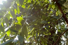 Agathis australis