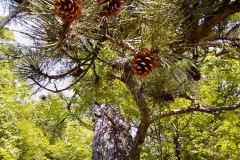 Pinus nigra