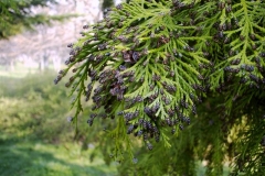 Chamaecyparis lawsoniana