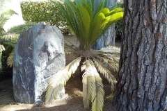 Cycas revoluta