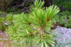 Pinus peuce