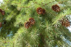 Pseudotsuga menziesii