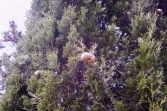Cupressus sempervirens