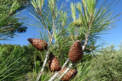 Pinus brutia