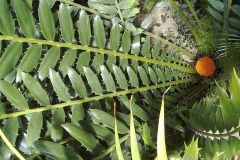 Encephalartos ferox