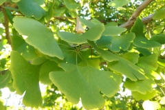 Ginkgo biloba