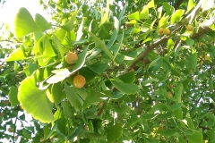 Ginkgo biloba