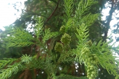 Cryptomeria japonica