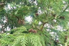 Cryptomeria japonica