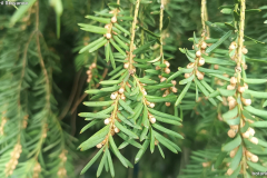 Taxus baccata