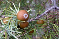 Juniperus oxycedrus - f
