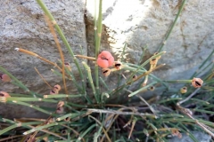 Ephedra distachya