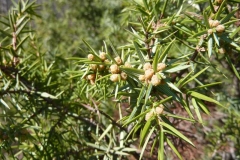 Juniperus oxycedrus - m