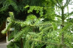 Araucaria angustifolia