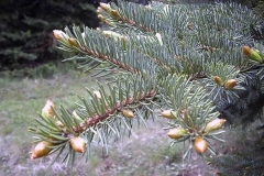 Picea pungens