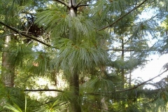 Pinus wallichiana