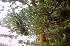 Pinus sylvestris - f