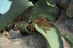 Welwitschia mirabilis 1