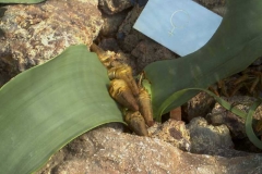 Welwitschia mirabilis 2