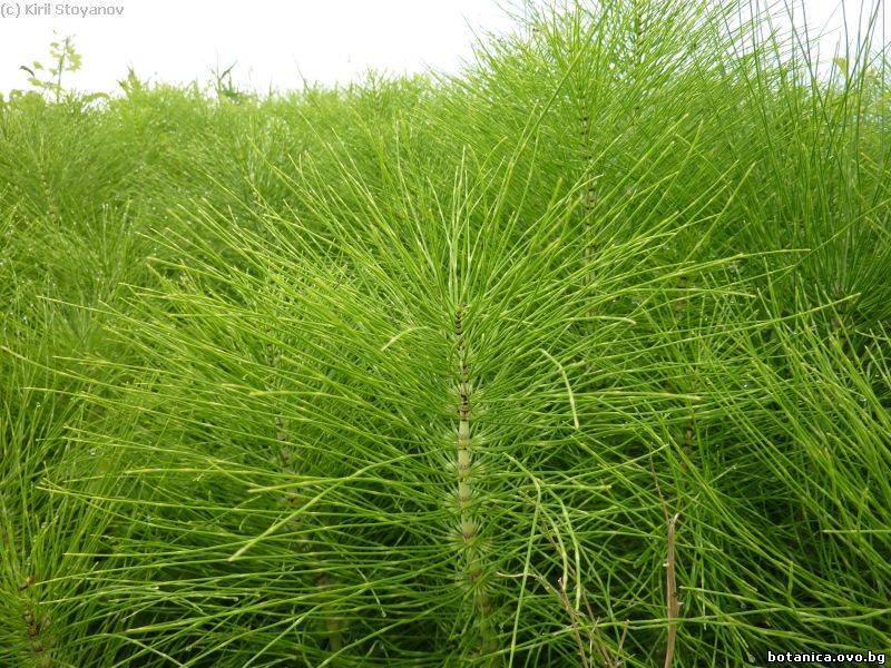 Equisetum telmateia Equisetum telmateia