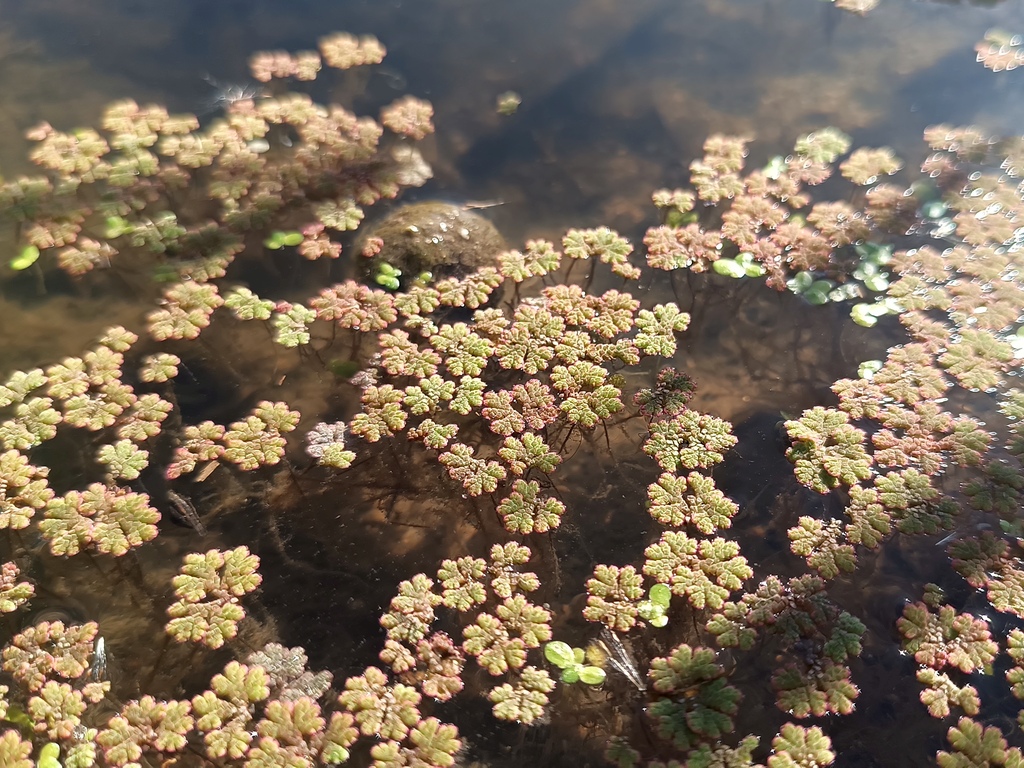 Azolla filiculoides