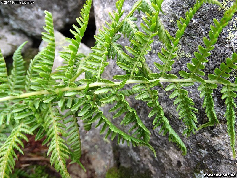 Dryopteris carthusiana