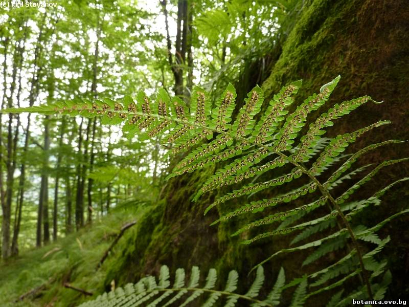 Dryopteris filix-mas