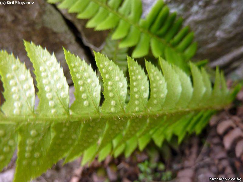 Polystichum lonchitis