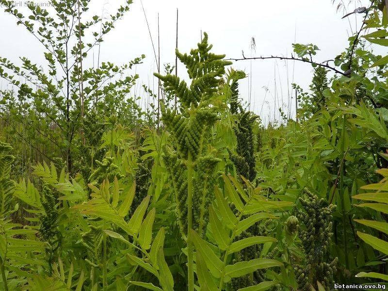 Osmunda regalis