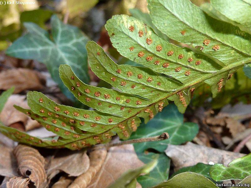 Polypodium vulgare